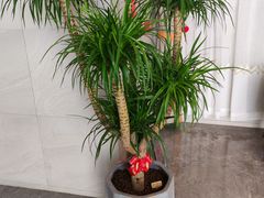 -北国饭店.海鲜.北方菜(新河路店)