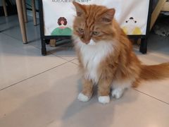 -平行世界·猫咖(首经贸店)