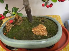 -金陵花卉交易市场