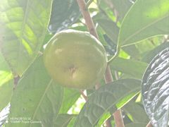 -南宁良凤江国家森林公园