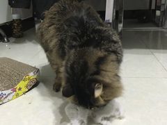 -中农大我爱我爱24h动物医院·中医针灸·猫专科·骨科医疗中心(双井店)