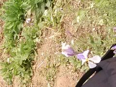 -北京东方普罗旺斯薰衣草庄园