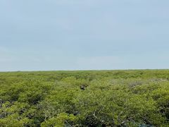 -北海金海湾红树林生态旅游区