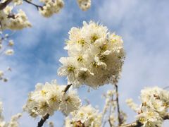 -樱桃山旅游景区