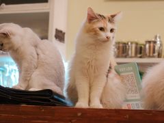 -猫色咖啡·猫咖