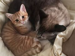 -御宝贝·A梦猫科宠物医院(国际猫友好医院)