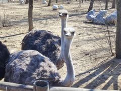 -大连森林动物园