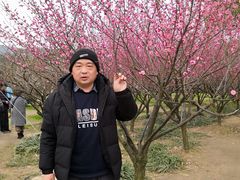 -香雪海