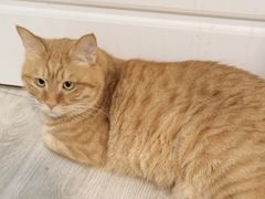 -纳吉亚猫专科动物诊疗中心(蒋宅口分院)