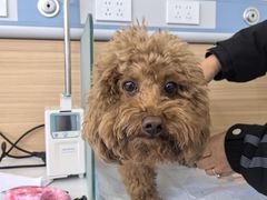 -达爱动物医院·犬猫分区·CT·复杂眼科(远洋山水分院)