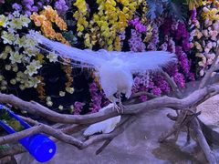 -正佳雨林生态植物园