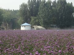-紫海香堤香草艺术庄园