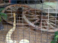 -蝴蝶山庄(Taman Rama-rama & Reptilia Melaka)