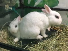 -藦茜花园宠物主题亲子互动体验馆(国顺东路店)