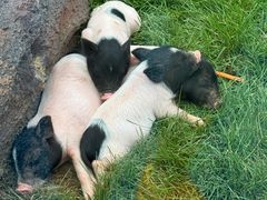 -大连森林动物园