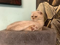 -猫小院猫主题餐厅(三里屯店)