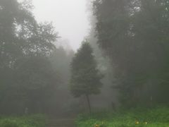 -张醪糟