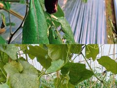 -光明小镇欢乐田园