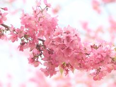 -天适樱花悠乐园