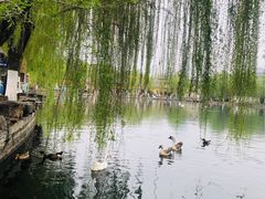 -百花洲