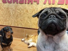 -和它·交个朋友·狗咖猫咖(爱琴海店)