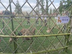 -黄海国家森林公园