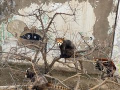 -青藏高原野生动物园
