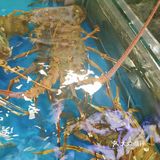 🌴🌴海口吃海鲜好去处——划算省心不费脑🐙🐟🐠🐚