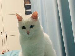 -宠福鑫康馨动物医院·骨科·眼科