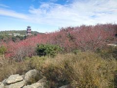 -泰山风景名胜区