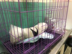 -米苏动物医院·犬猫专科·骨科外科内窥镜