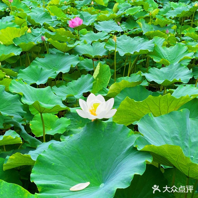 乐山拍照圣地｜荷花味的夏天☀️