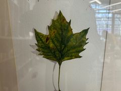 -六出私塾LiuChu•成人美术书法系统课程专业画室(熊婆婆的花园店)