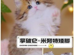 -麒麟缅因猫舍·十五年缅因猫选购中心