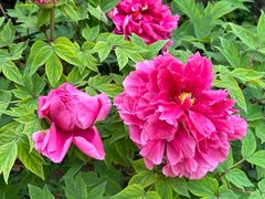 -龙华素斋(龙华路店)