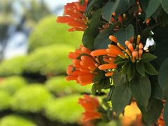 -东南花都花博园