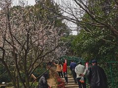 -香雪海