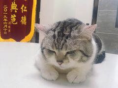 -美联众合宠物医院·爱萌分院·内外科·猫科中心