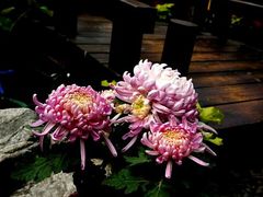 -墨居上隐·院子里火锅(峨眉店)