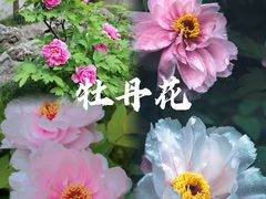 -留园