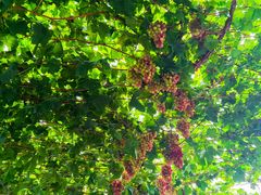 -金谷域澳洲庄园