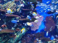 -上海海洋水族馆