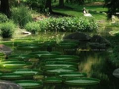 -上海辰山植物园