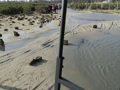-红树林天天赶海