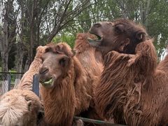 -长白岛森林公园