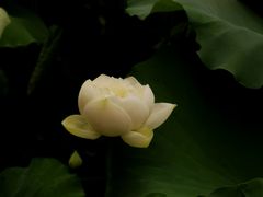 -黄兴公园