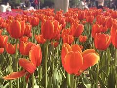 -石家庄市植物园