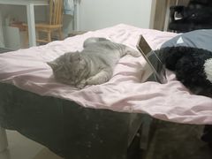 -瑞派康怡24h宠物医院·犬猫医疗中心·微创绝育(瑞景分院)