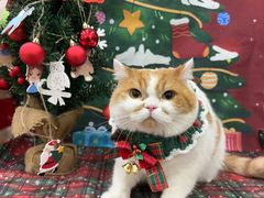 -Pets First伊珊娜洗护·精致美容·家庭式寄养(新会路店)