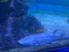 -左海海底世界
